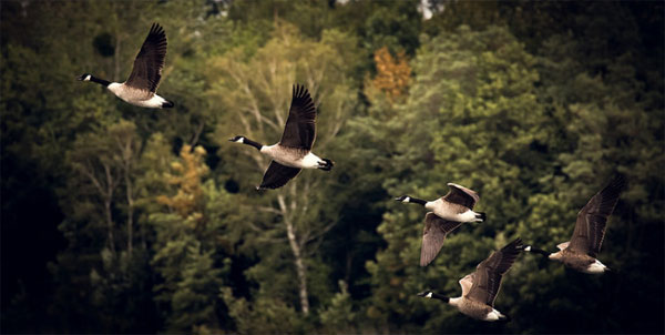 Follow the Local SEO Leaders: A Guide to Our Industry&rsquo;s Best Publications