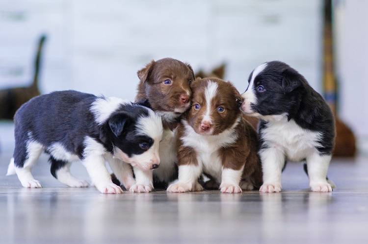 How to Start a Dog Breeding Business